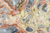 Polished, Crazy Lace Agate Slab - Western Australia #96244-1